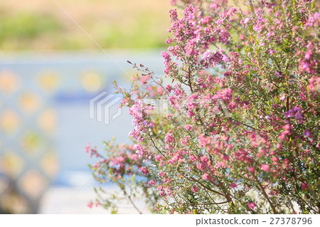 Erica flower 27378796