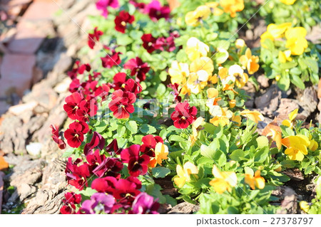 Viola flowers Viola flowers 27378797