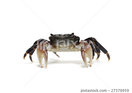 粗腿厚紋蟹 27378959