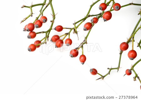 Terri Hanoibara的果實 27378964