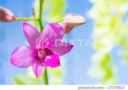 Purple orchids flower in colorful day Purple orchids flower in colorful day 27379813