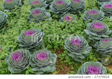 圖庫照片: purple and green decorative ornamental cabbage.