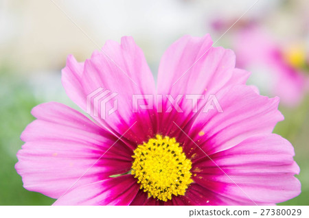 Cosmos flowers in the park , Beautiful flowers   27380029