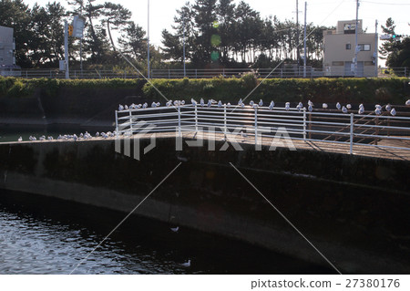 禽流感鷗 27380176