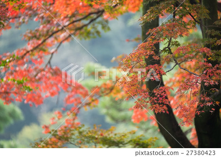 Autumn Autumn 27380423