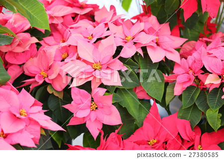 Poinsettia flowers Poinsettia flowers 27380585