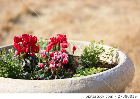 仙客來鮮花 仙客來鮮花 27380819