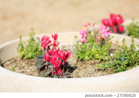 仙客來鮮花 仙客來鮮花 27380820