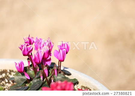 仙客來鮮花 仙客來鮮花 27380821