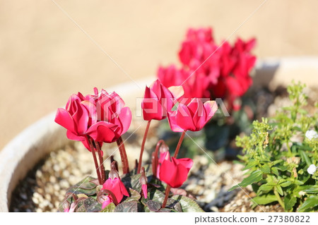 仙客來鮮花 27380822