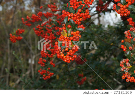 Red fruit of Kazan Demari Red fruit of Kazan Demari 27381169