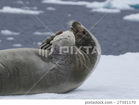 Crabeatre Seal laying on the ice Crabeatre Seal laying on the ice 27381170