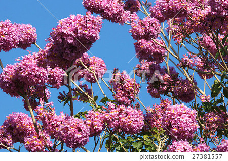 紅花風鈴木 27381557