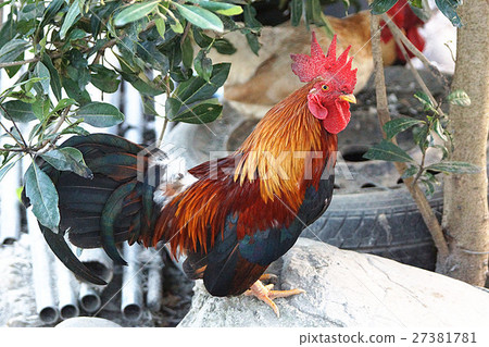 雞 27381781