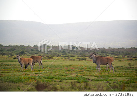 in south africa wildlife impala in south africa wildlife impala 27381982