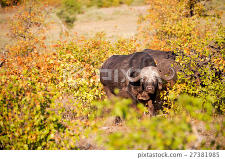 in south africa wildlife buffalo in south africa wildlife buffalo 27381985