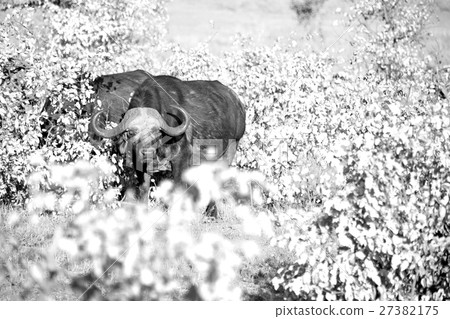 in south africa wildlife buffalo in south africa wildlife buffalo 27382175