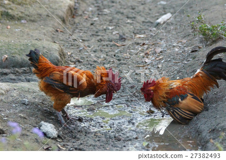 雞 27382493