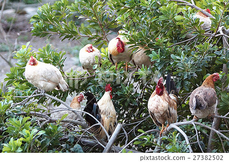 雞 雞 27382502