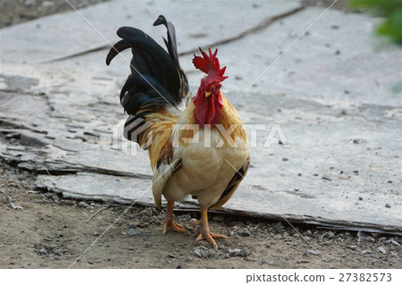 雞 27382573