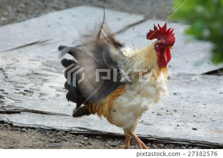 雞 27382576