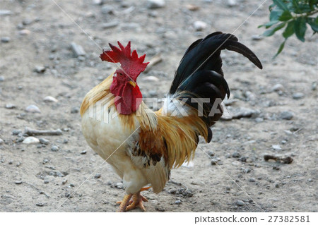 雞 27382581