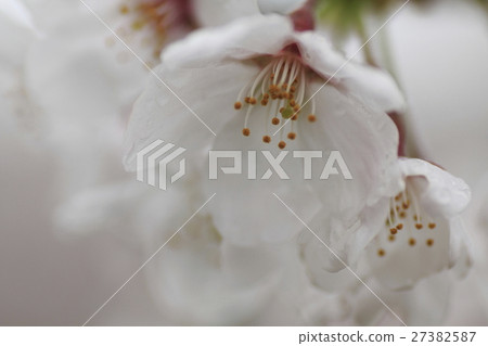 雨後的櫻花 27382587