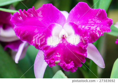 Purple orchid in garden close up Purple orchid in garden close up 27383692