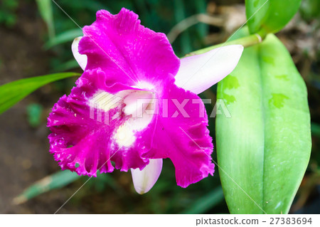 Purple orchid in garden close up 27383694