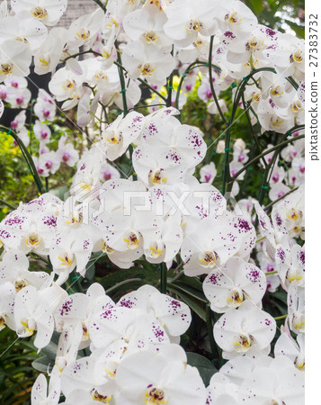 White purple phalaenopsis orchid flower in garden 27383732