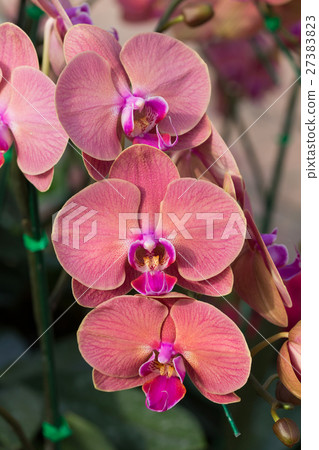 beautiful orchid flower in garden beautiful orchid flower in garden 27383823