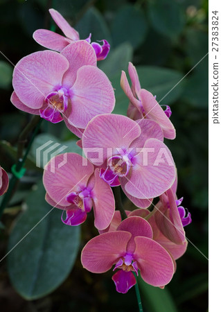 beautiful orchid flower in garden beautiful orchid flower in garden 27383824