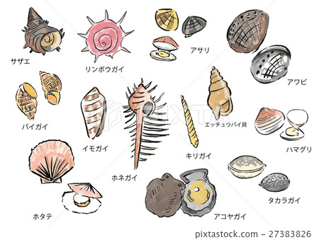 貝殼品種（刷子） 27383826