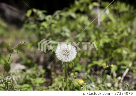 Dandelion and grasshopper 27384079