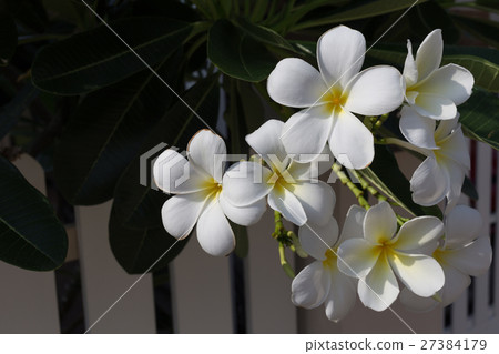 white frangipani plumeria tropical spa flower 27384179