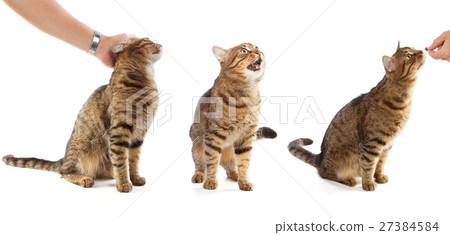 Beautiful adult striped tabby domestic cat in different poses - Beautiful adult striped tabby domestic cat in different poses - 27384584