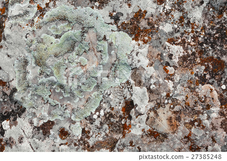 Moss on stone Moss on stone 27385248