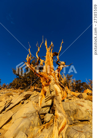 Ancient tree Ancient tree 27385509