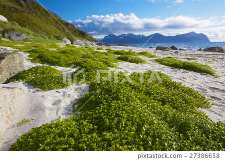 Scenic beach on Lofoten Scenic beach on Lofoten 27386658