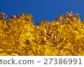 Yellow autumn leaves 27386991