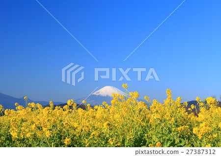 強姦花和Azumayama公園的富士山 27387312