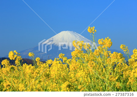 Rape flowers and Mt. Fuji of Azumayama Park Rape flowers and Mt. Fuji of Azumayama Park 27387316