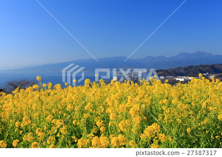 Rape flowers and view of Azumayama Park Rape flowers and view of Azumayama Park 27387317