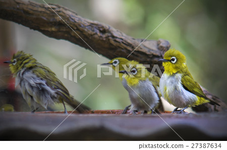 oriental white-eye oriental white-eye 27387634