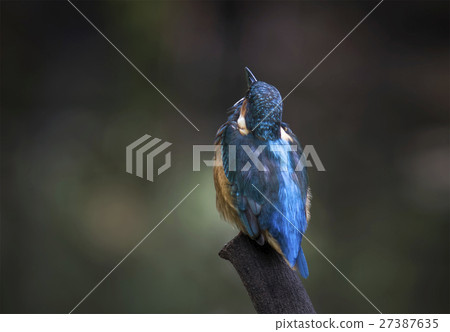 Common Kingfisher Common Kingfisher 27387635