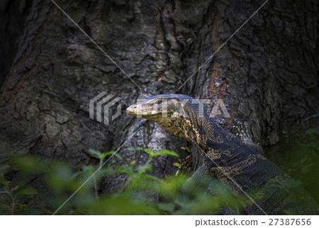 water monitor (Varanus salvator) 27387656