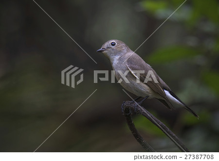 Red-throated Flycatcher 27387708