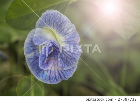 Pea with evening light Pea with evening light 27387732