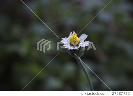 Mexican daisy, Tridax procumbens Mexican daisy, Tridax procumbens 27387733