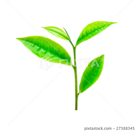green tea leaf isolated on white background green tea leaf isolated on white background 27388345